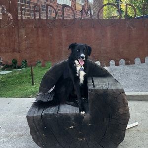 Meet your Posher, Molly